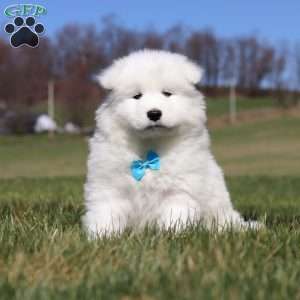 Simon, Samoyed Puppy